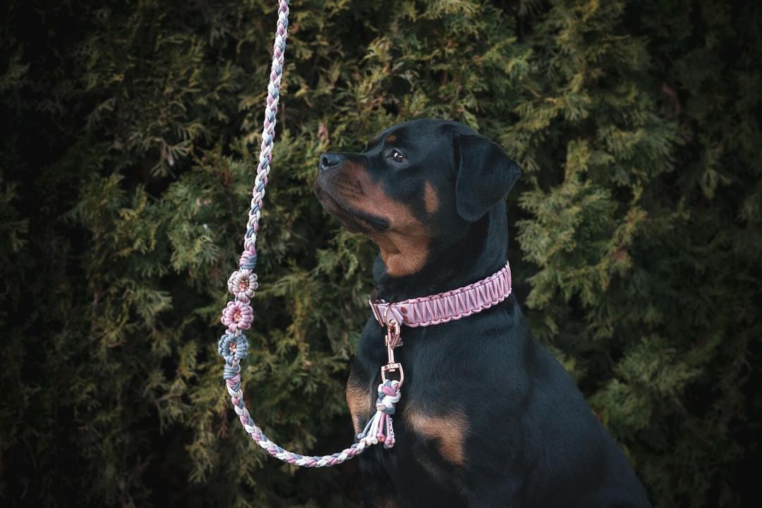 Halsband Glamour